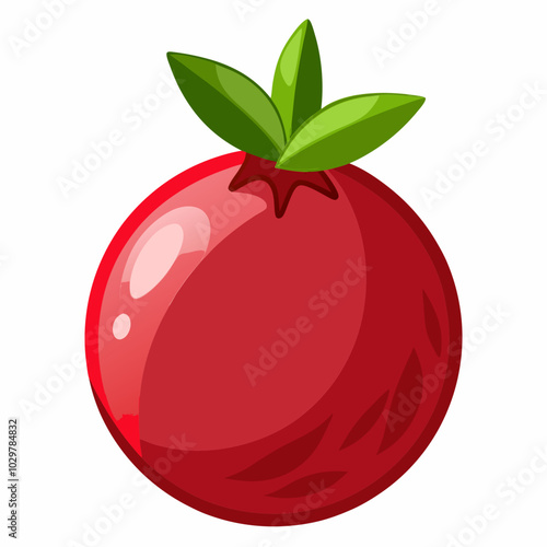  Pomegranate vector illustration 