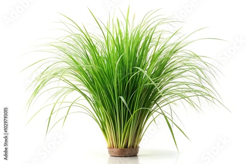 Vetiver grass isolated on white background