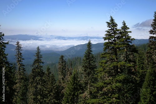 View of Cascade Mountain Range wreathed in clouds from a high vantage point on Mt Hood, with a dense pine woodland in the foreground. 