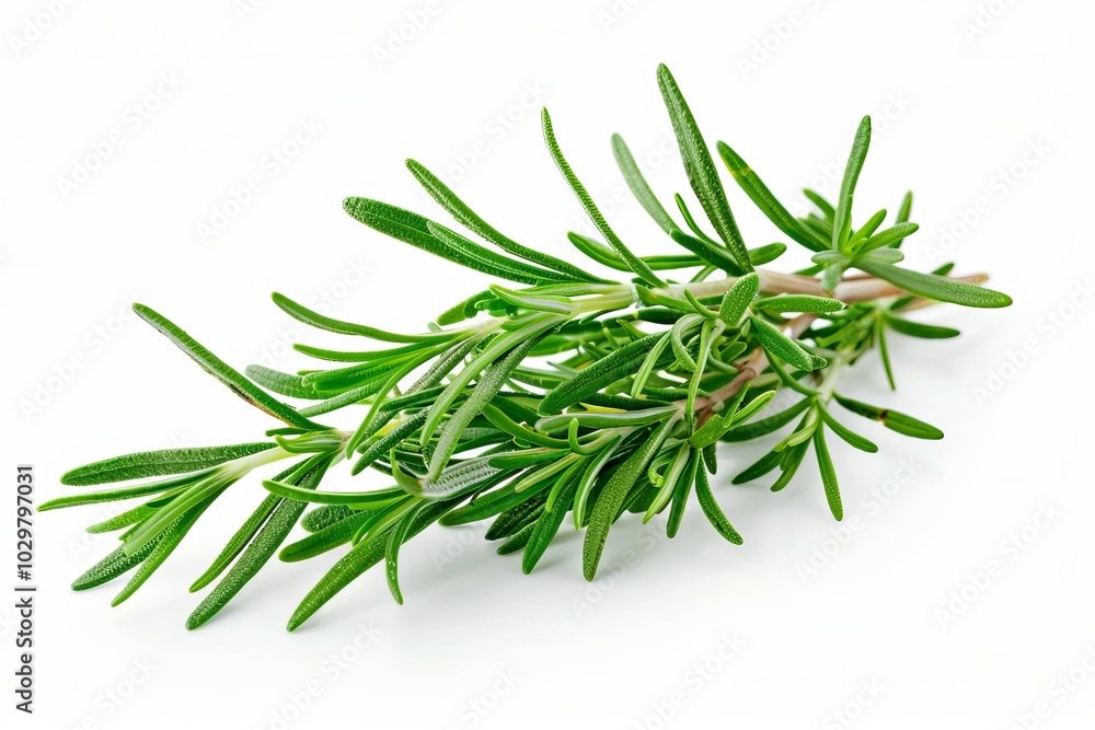 Fresh rosemary isolated on white background Fresh rosemary isolated on white background