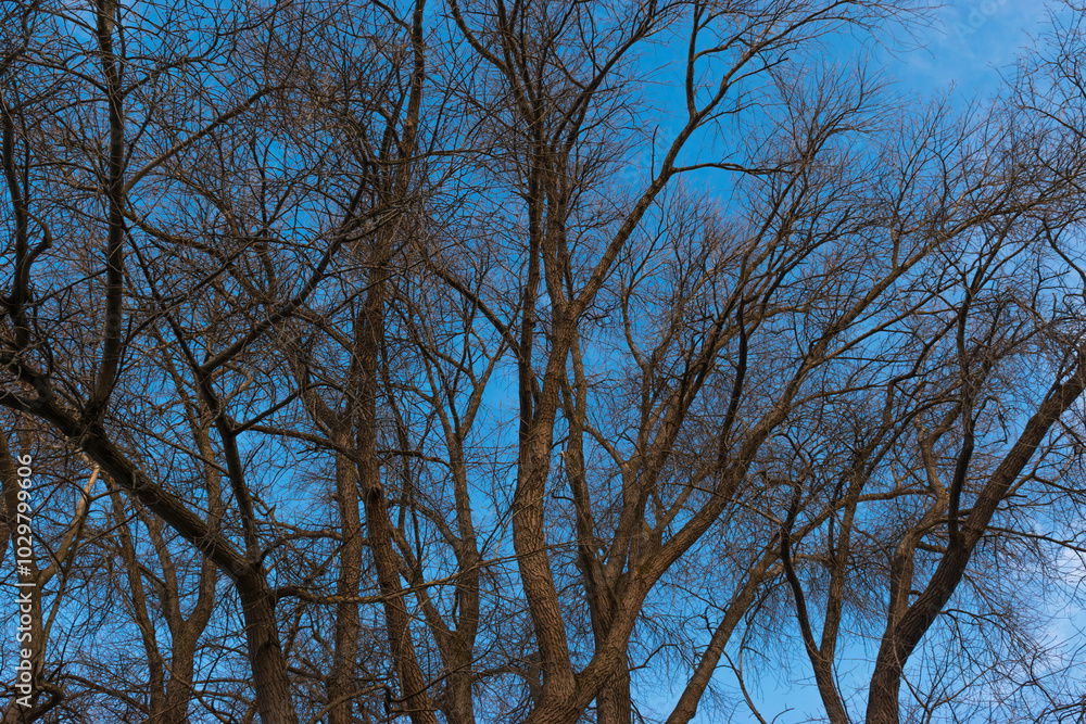 Interlacing Branches Under a Blue Sky Interlacing Branches Under a Blue Sky