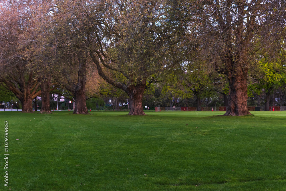 Fototapeta premium Green space under a row of trees
