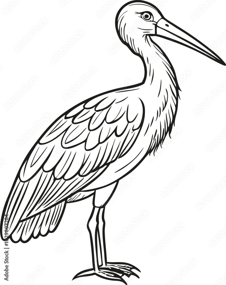 Fototapeta premium Detailed Line Art Illustration of a Stork in Standing Pose