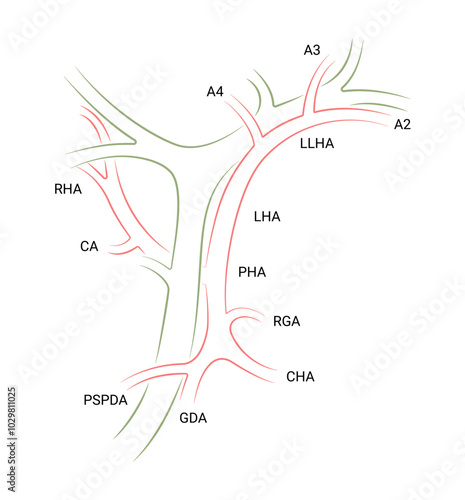 Normal Arterial Pattern of Supraduodenal Extrahepatic Bile Ducts