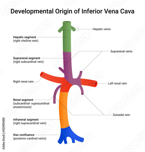 Developmental Origin of Inferior Vena Cava