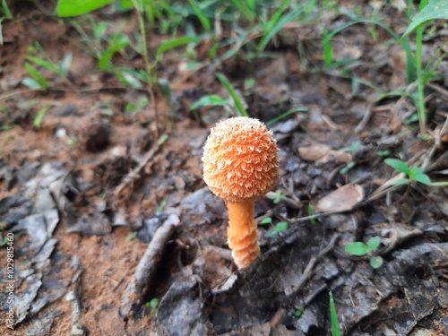 Cyptotrama asprata. Its other names aspratum,  golden scruffy collybia, and  spiny woodknight. This  is a saprobic species of mushroom in the family Physalacriaceae. Orange mushroom. 