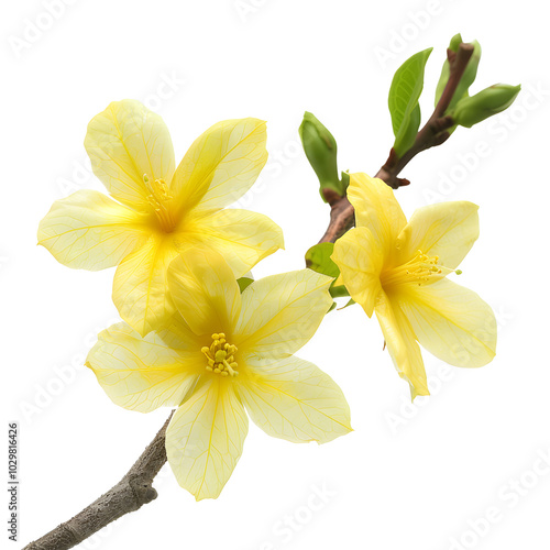 Winter jasmine flower isolated on transparent background