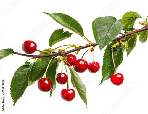 A branch of a cherry tree with ripe red cherries and green leaves isolated on a white background.
