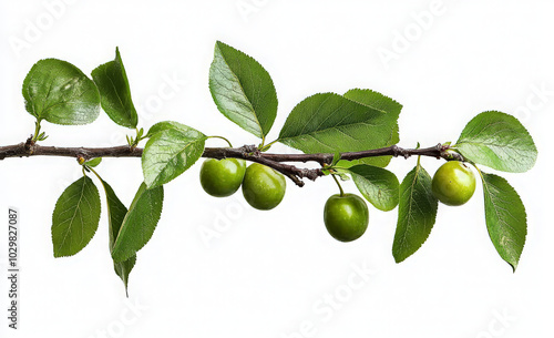 Wallpaper Mural A branch of a tree with green leaves and unripe plums. Torontodigital.ca
