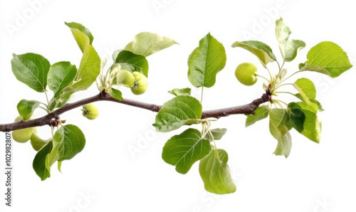 A branch of an apple tree with green leaves and small, unripe apples.