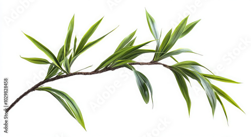 A branch of green leaves with white stripes, isolated on a white background.