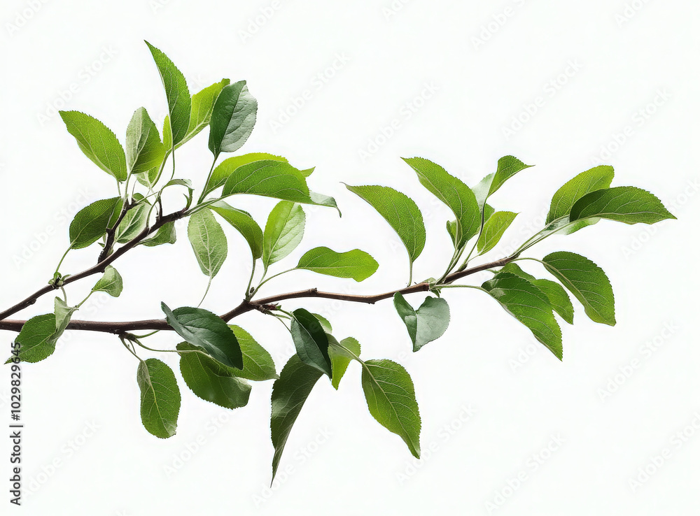 A close-up of a green branch with leaves isolated on a white background. A close-up of a green branch with leaves isolated on a white background.