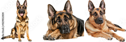 German Shepherd dogs in various poses, white isolate background