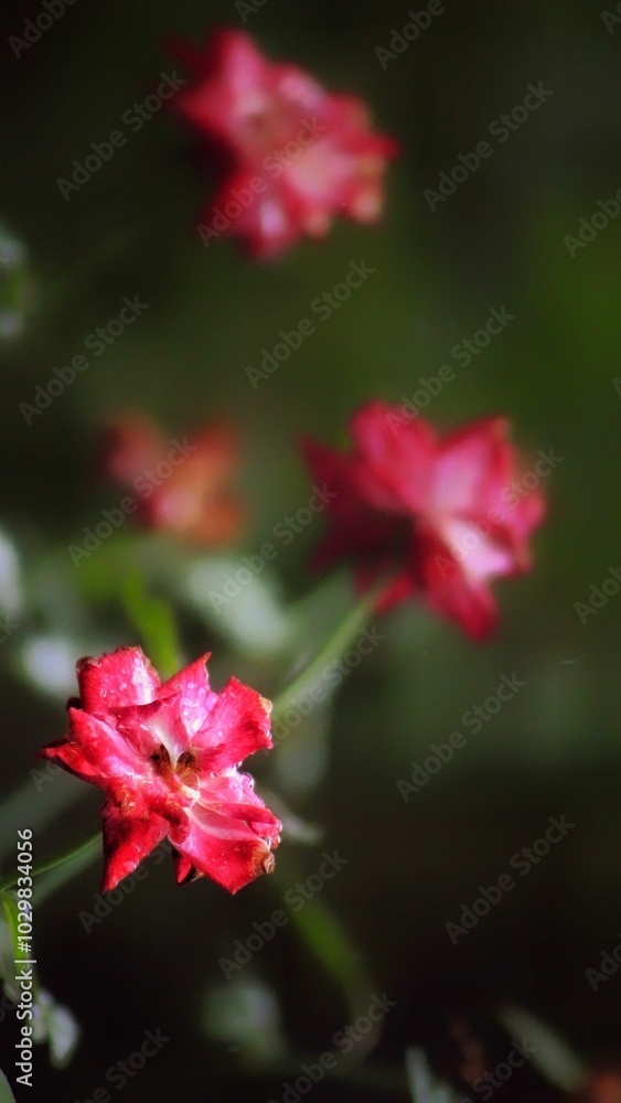 red rose flower red rose flower