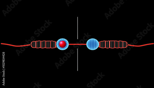 In this phase of meiosis II,  there is a simultaneous splitting of the centromere of each chromosome and the sister chromatids are pulled away towards the opposite poles. photo