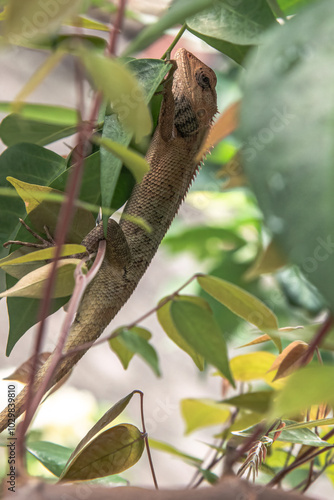 Lizard camouflaged in lush green leaves, highlighting its natural habitat and blending ability. Reptile scaling branches, showcasing its climbing skills and textured body. Lizard hidden among foliage photo