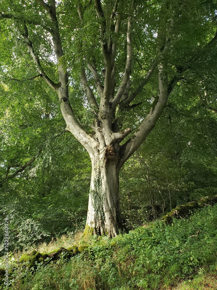 Fototapeta premium Tall Scottish Tree