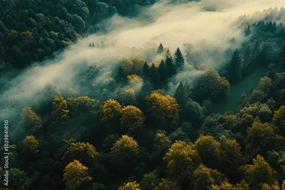 misty morning in the forest over the tree misty morning in the forest over the tree