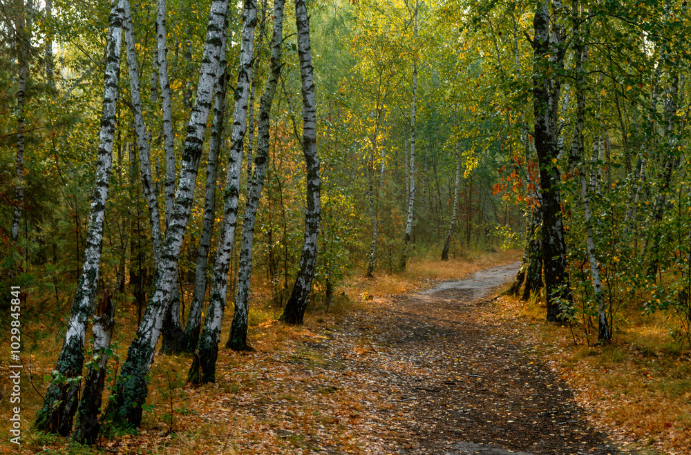 Traveling along forest roads and paths. Walking in nature. Traveling along forest roads and paths. Walking in nature.