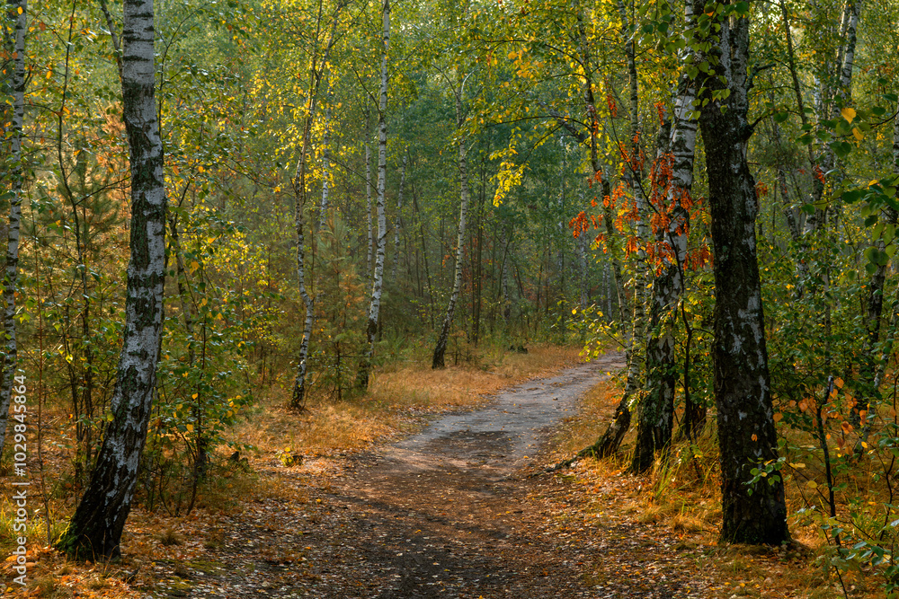 Fototapeta premium Traveling along forest roads and paths. Walking in nature.