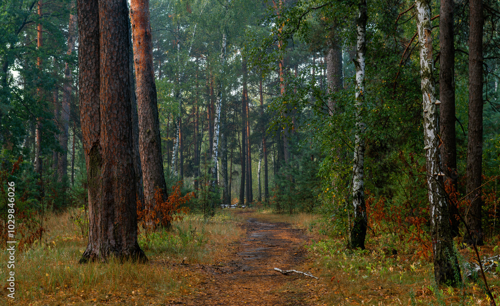Traveling along forest roads and paths. Walking in nature. Traveling along forest roads and paths. Walking in nature.