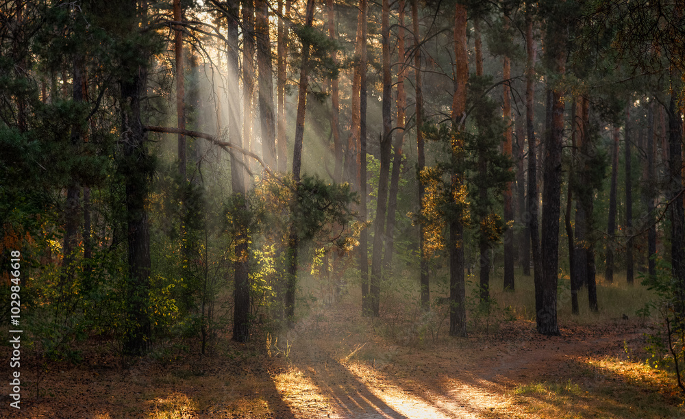 Obraz premium Sunbeams breaking through tree branches. Nice autumn morning. Walks in nature.