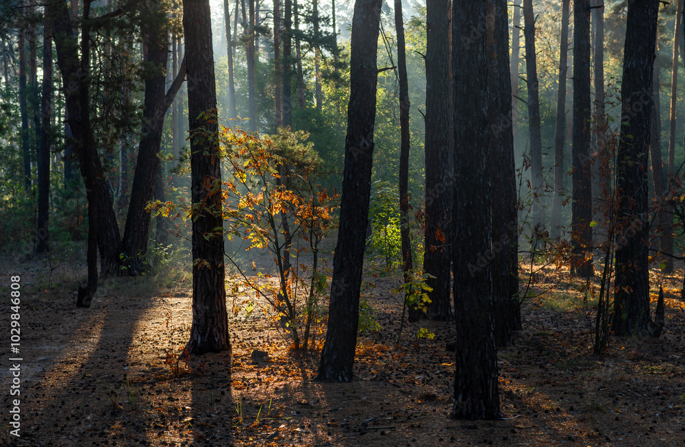 Obraz premium Sunbeams breaking through tree branches. Nice autumn morning. Walks in nature.