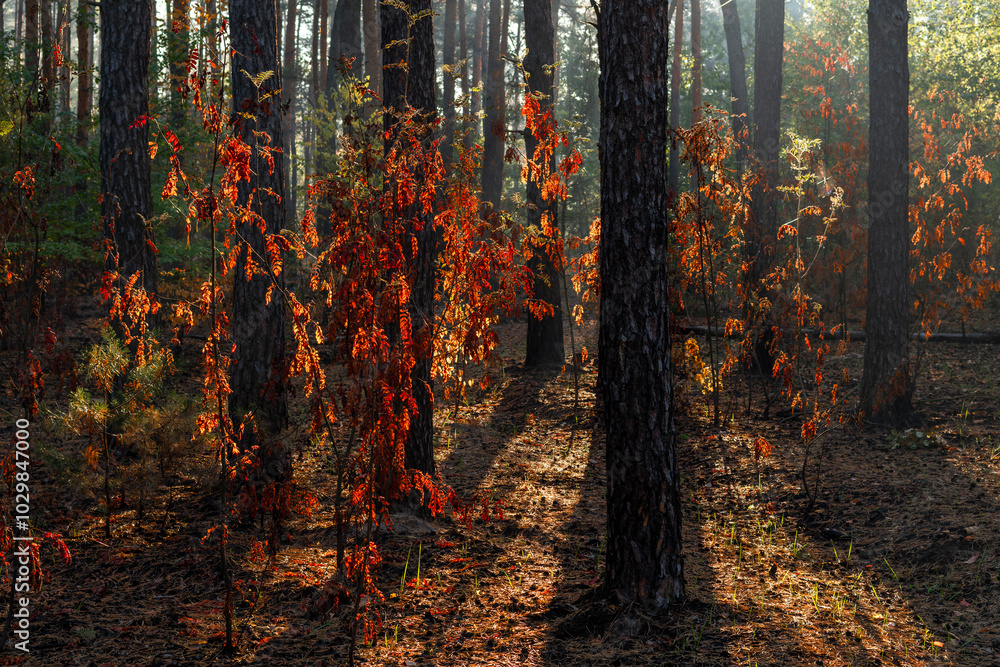 Fototapeta premium Sunbeams breaking through tree branches. Nice autumn morning. Walks in nature.