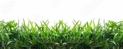 Green grass isolated on white background