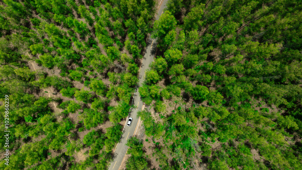 : Aerial view of dark green forest road and white electric car Natural landscape and elevated roads Adventure travel and transportation and environmental protection concept : Aerial view of dark green forest road and white electric car Natural landscape and elevated roads Adventure travel and transportation and environmental protection concept