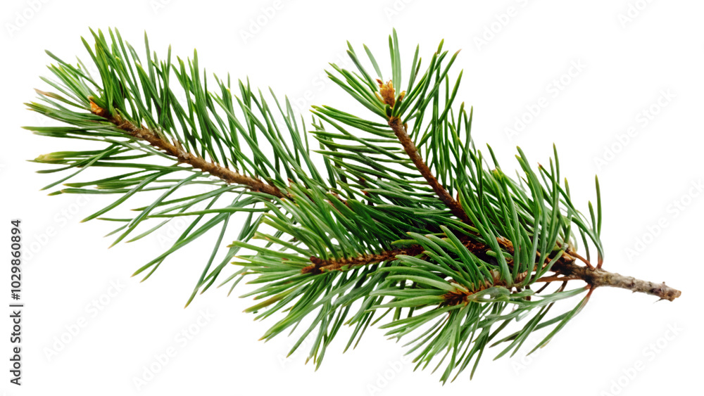 pine branch with thin needles in vibrant shades of green, showcasing natures beauty pine branch with thin needles in vibrant shades of green, showcasing natures beauty