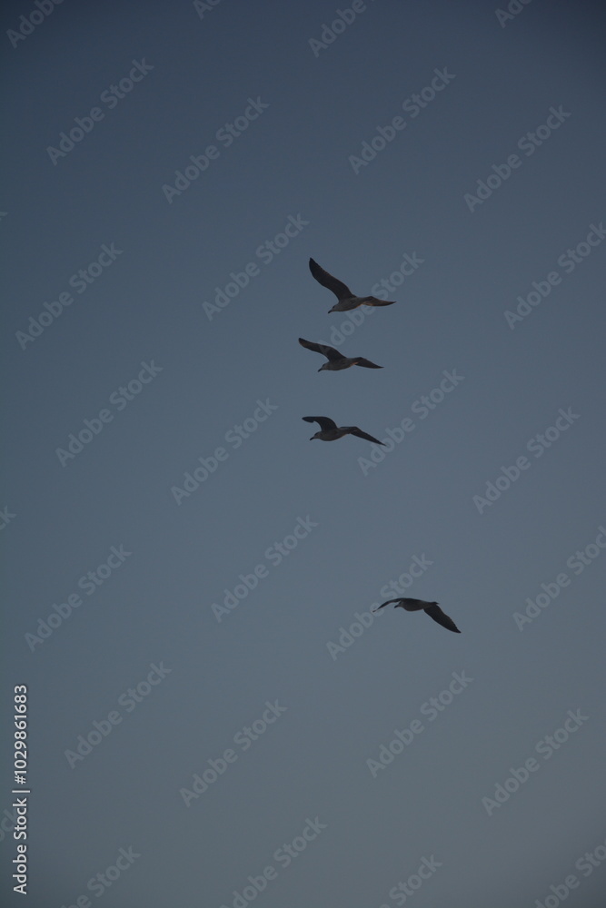 Freiheit eines Vogels Freiheit eines Vogels