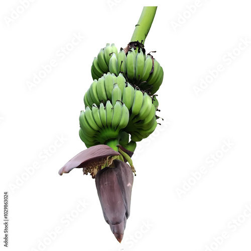 banana blossom isolated on a transparent background, bunch of bananas isolated on transpatent background.