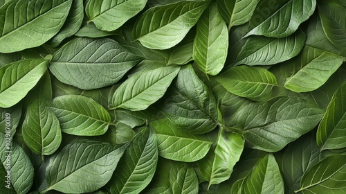 Ecological background with green leaves arranged in a harmonious pattern emphasizing sustainable and environmentally friendly concepts