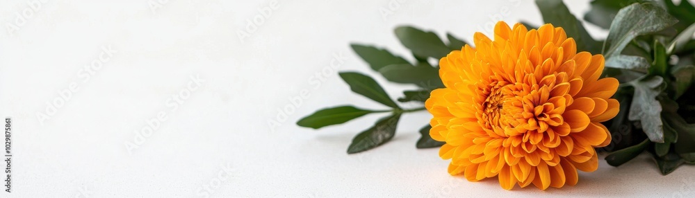 Bright orange flower with green leaves, isolated on white background. Bright orange flower with green leaves, isolated on white background.