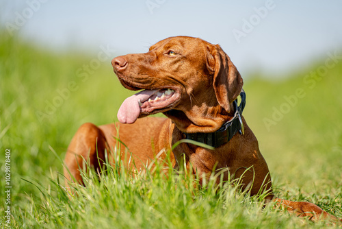 Foto Ein Vizsla liegt im hohen Gras einer Wiese und hechelt da ihr warm ist