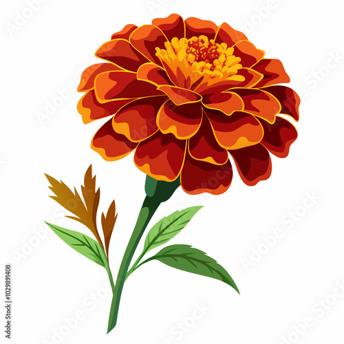 Marigold flower