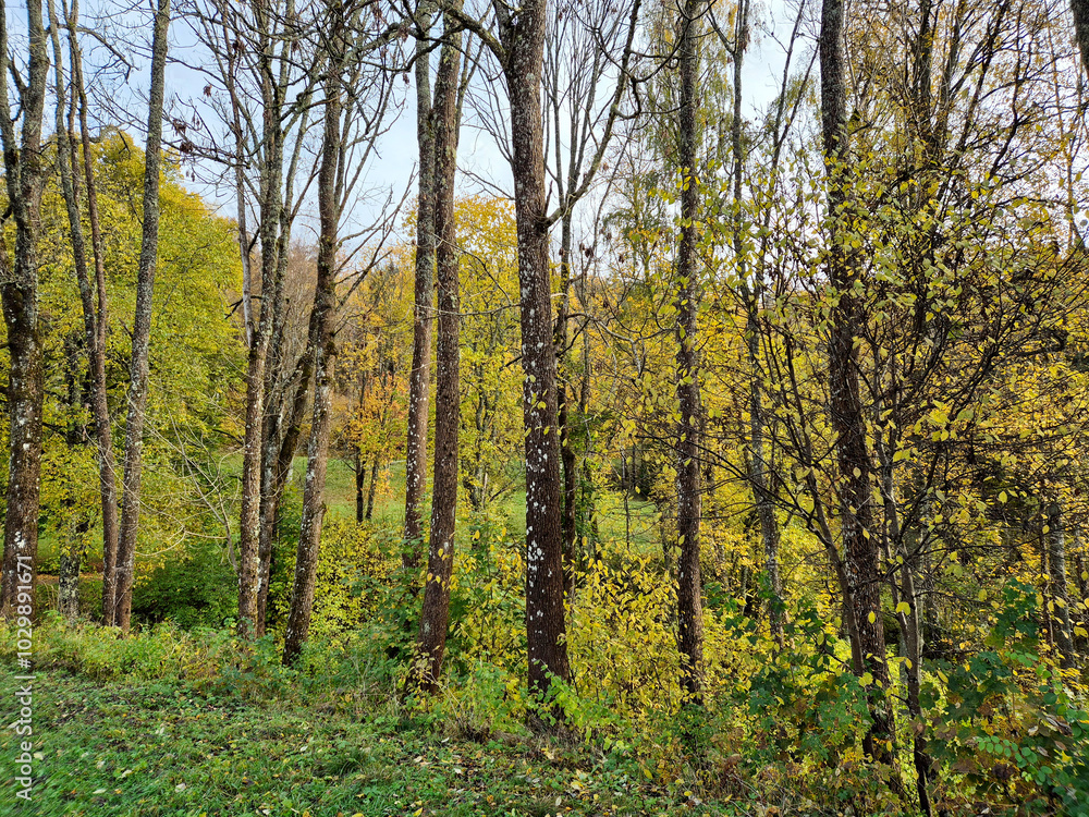 Obraz premium Autumn