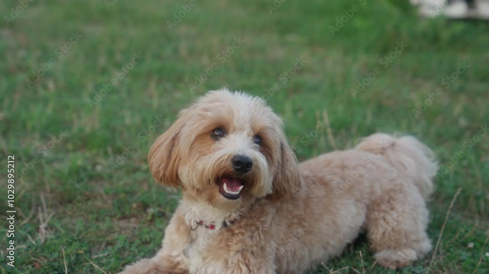 A cute little brown dog joyfully exploring nature, showcasing its playful spirit and love for the outdoors. A cute little brown dog joyfully exploring nature, showcasing its playful spirit and love for the outdoors.