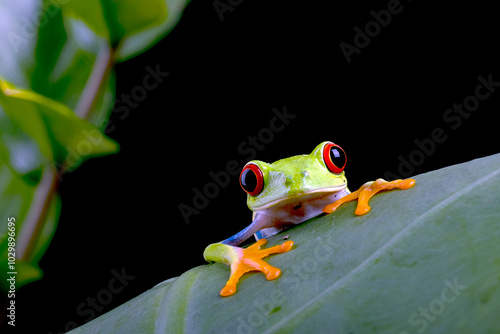 Red eyed tree frog on a leaf photo