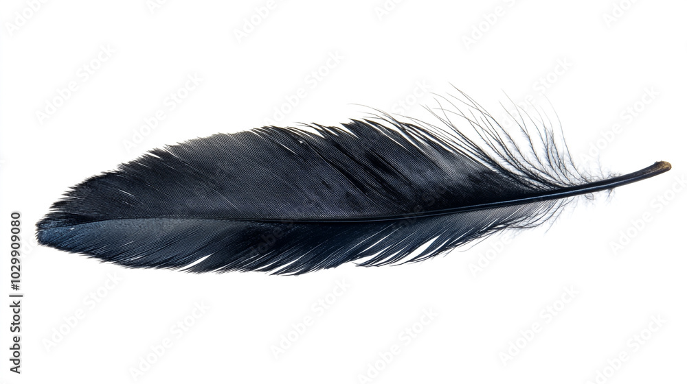 A detailed close-up of a black feather resting on a white background in natural light A detailed close-up of a black feather resting on a white background in natural light