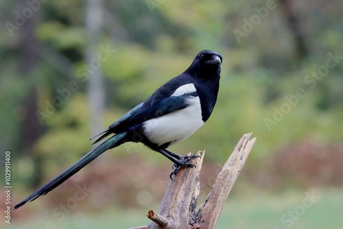 Photography Eurasian magpie