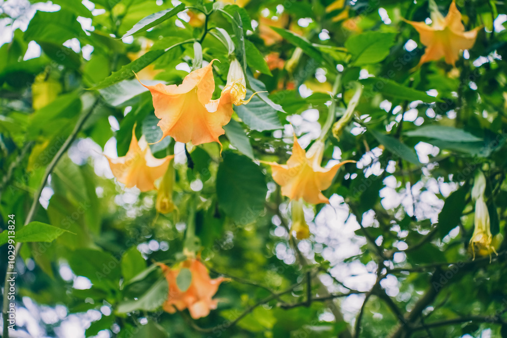 Brugmansia arborea, the angel's trumpet, is a species of flowering plant in the family Solanaceae