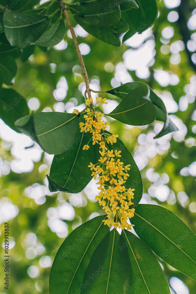 Beautiful yellow osmanthus fragrans bloom in october
