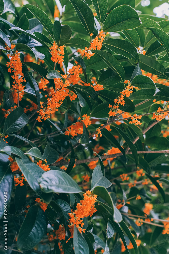 Flower of fragrant olive - Osmanthus fragrans var. aurantiacus - are blooming in Chengdu, China.