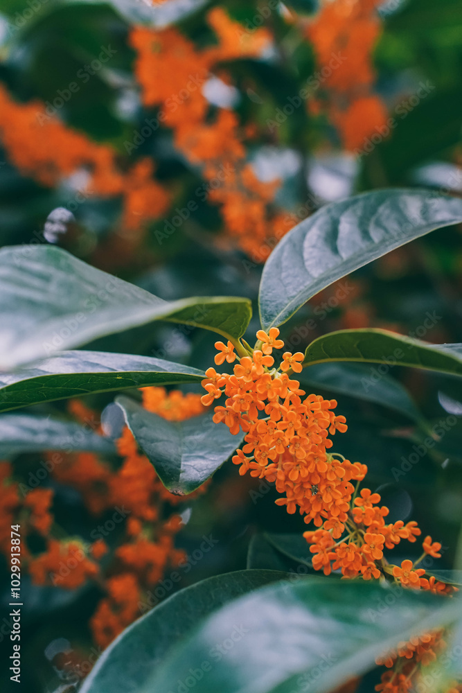 Flower of fragrant olive - Osmanthus fragrans var. aurantiacus - are blooming in Chengdu, China.