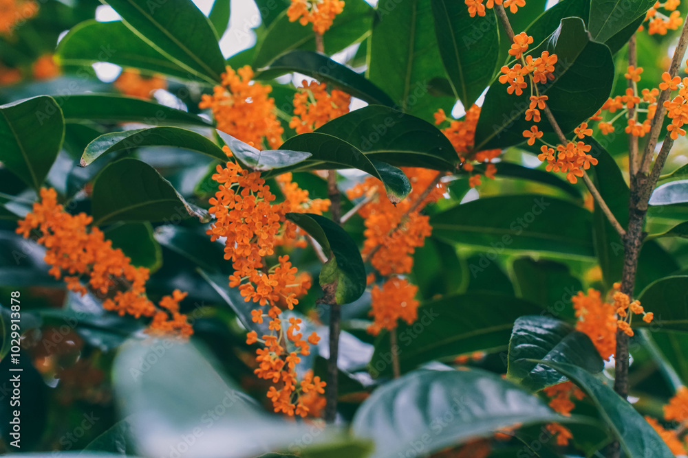 Flower of fragrant olive - Osmanthus fragrans var. aurantiacus - are blooming in Chengdu, China.