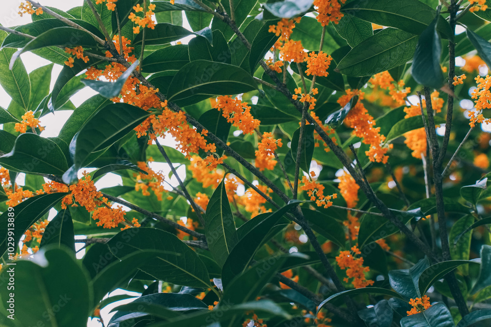 Flower of fragrant olive - Osmanthus fragrans var. aurantiacus - are blooming in Chengdu, China.