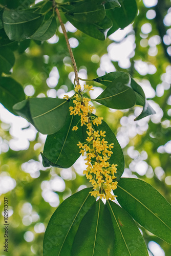 Obraz na płótnie Beautiful yellow osmanthus fragrans bloom in october w salonie