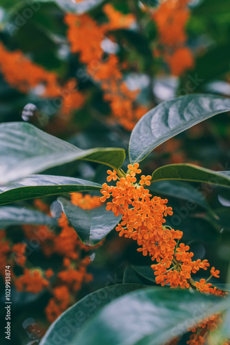 Obraz na płótnie Flower of fragrant olive - Osmanthus fragrans var. aurantiacus - are blooming in Chengdu, China. w salonie